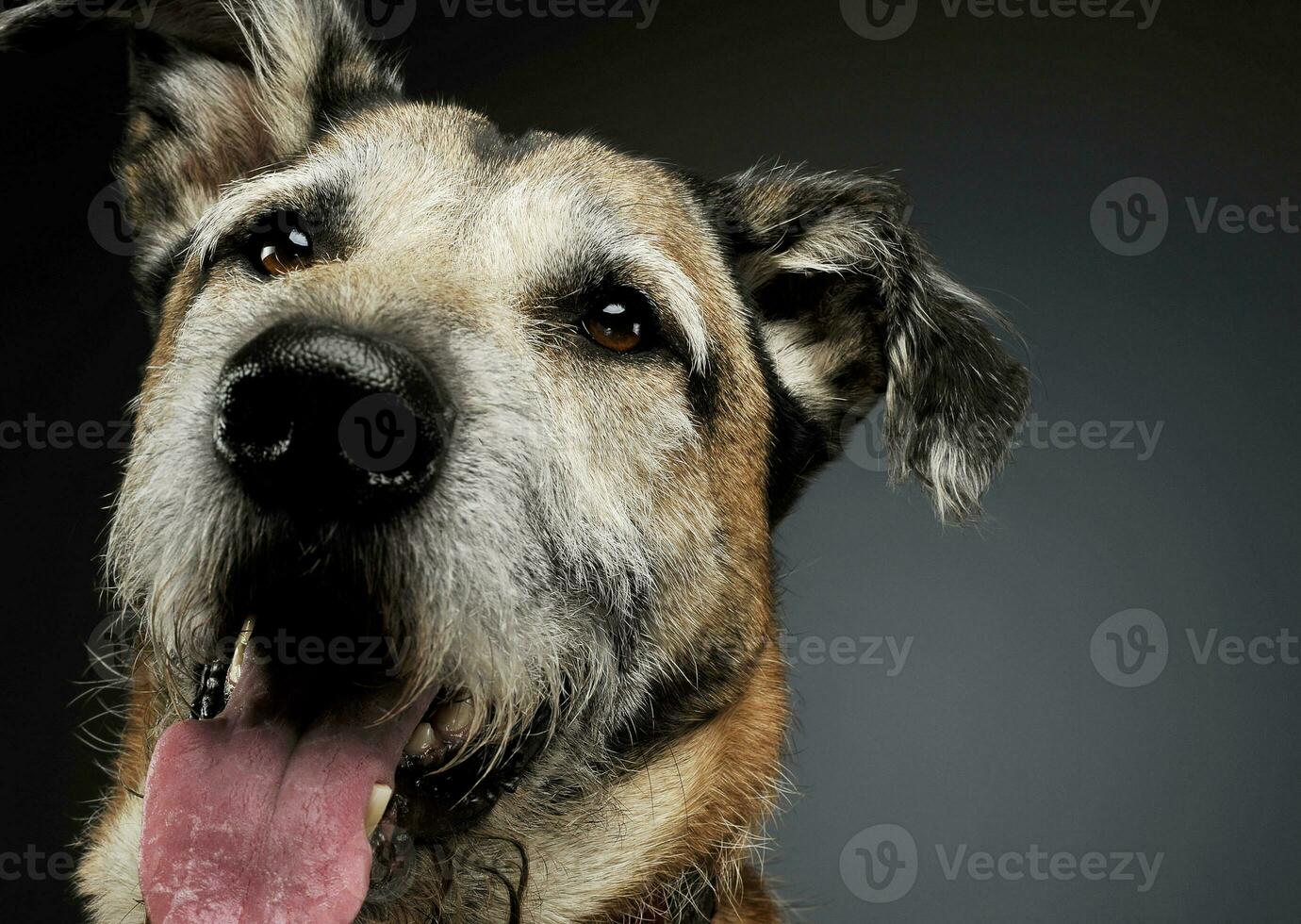 retrato de un adorable mezclado raza perro mirando curiosamente a el cámara foto