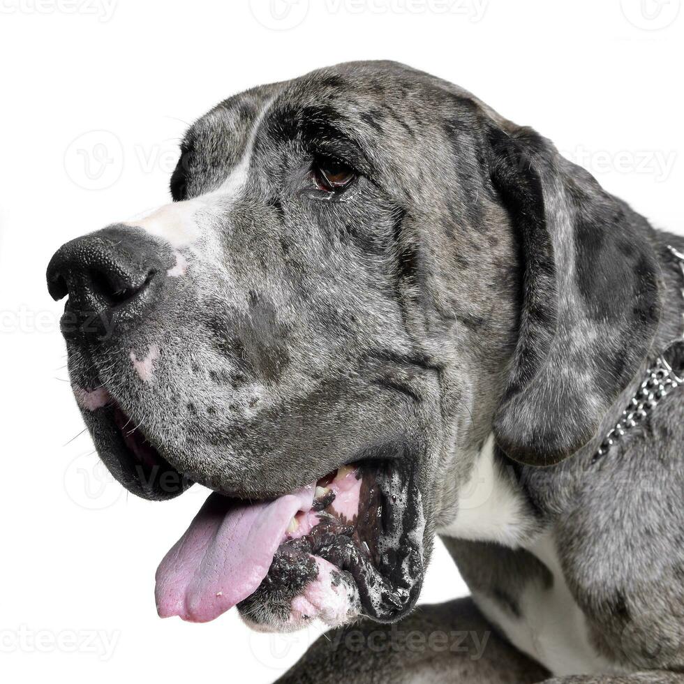 Portrait of an adorable Great Dane photo