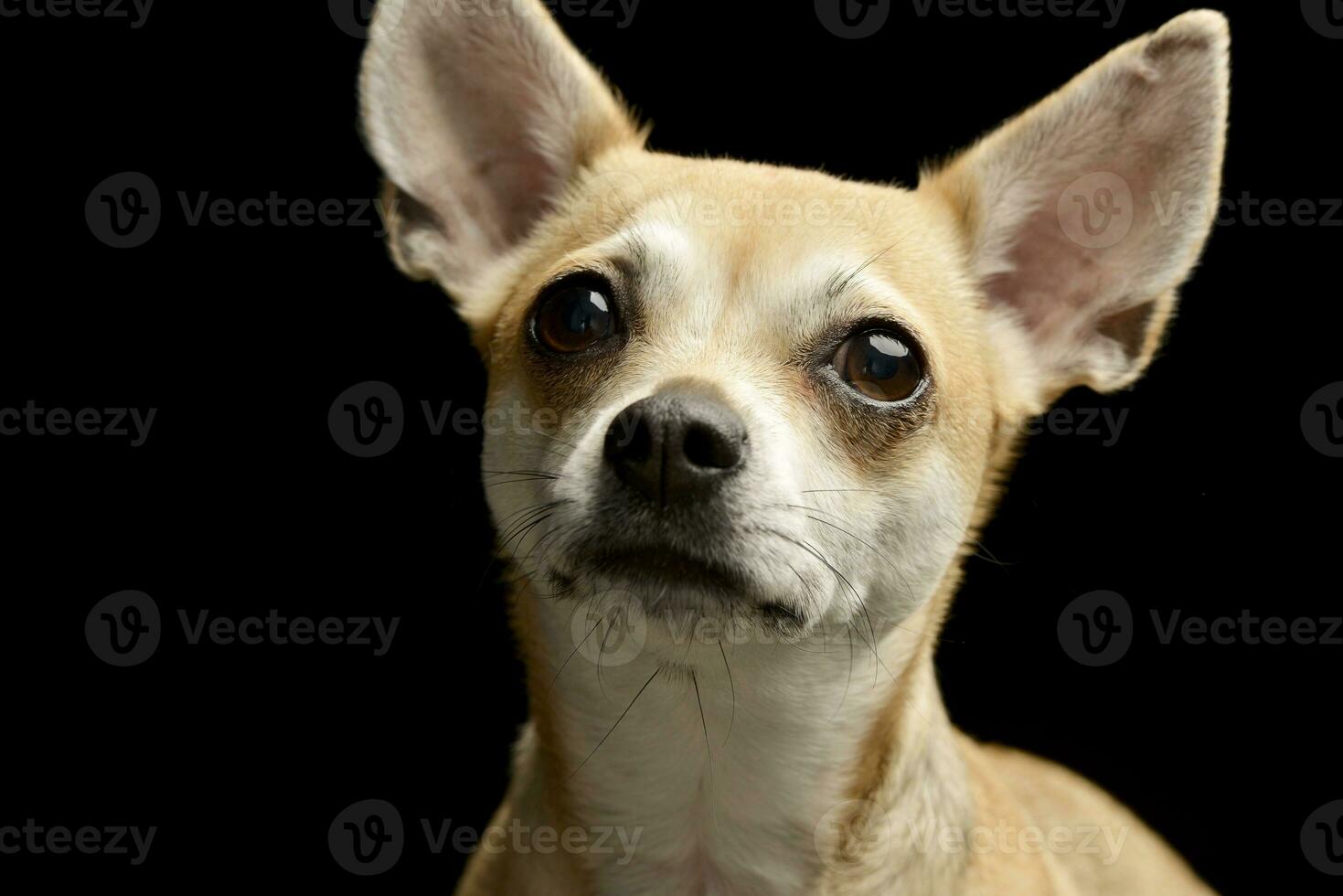 Portrait of an adorable Chihuahua photo