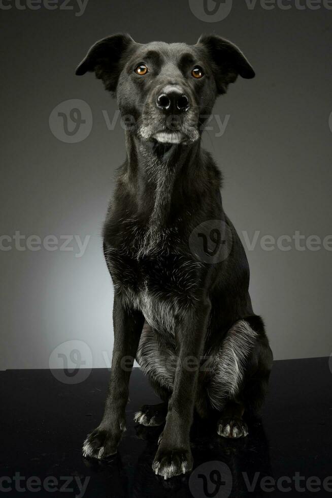 Studio shot of an adorable mixed breed dog photo