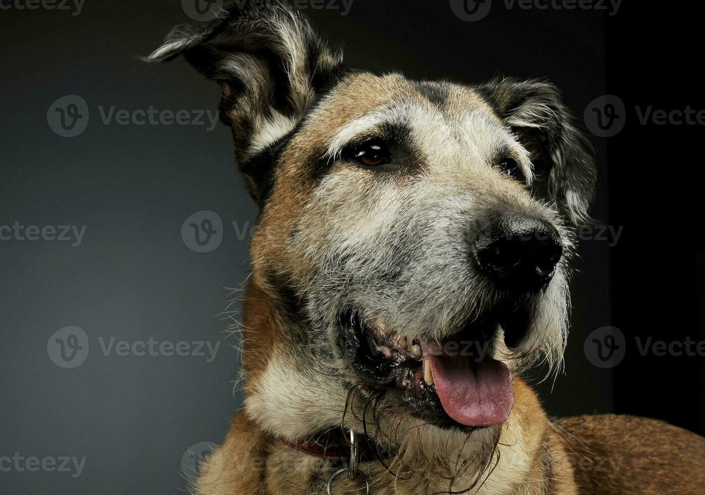 Portrait of an adorable mixed breed dog looking satisfied photo