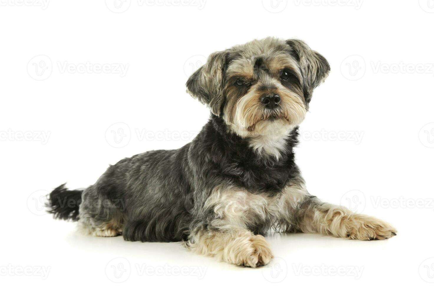 Studio shot of an adorable mixed breed dog photo