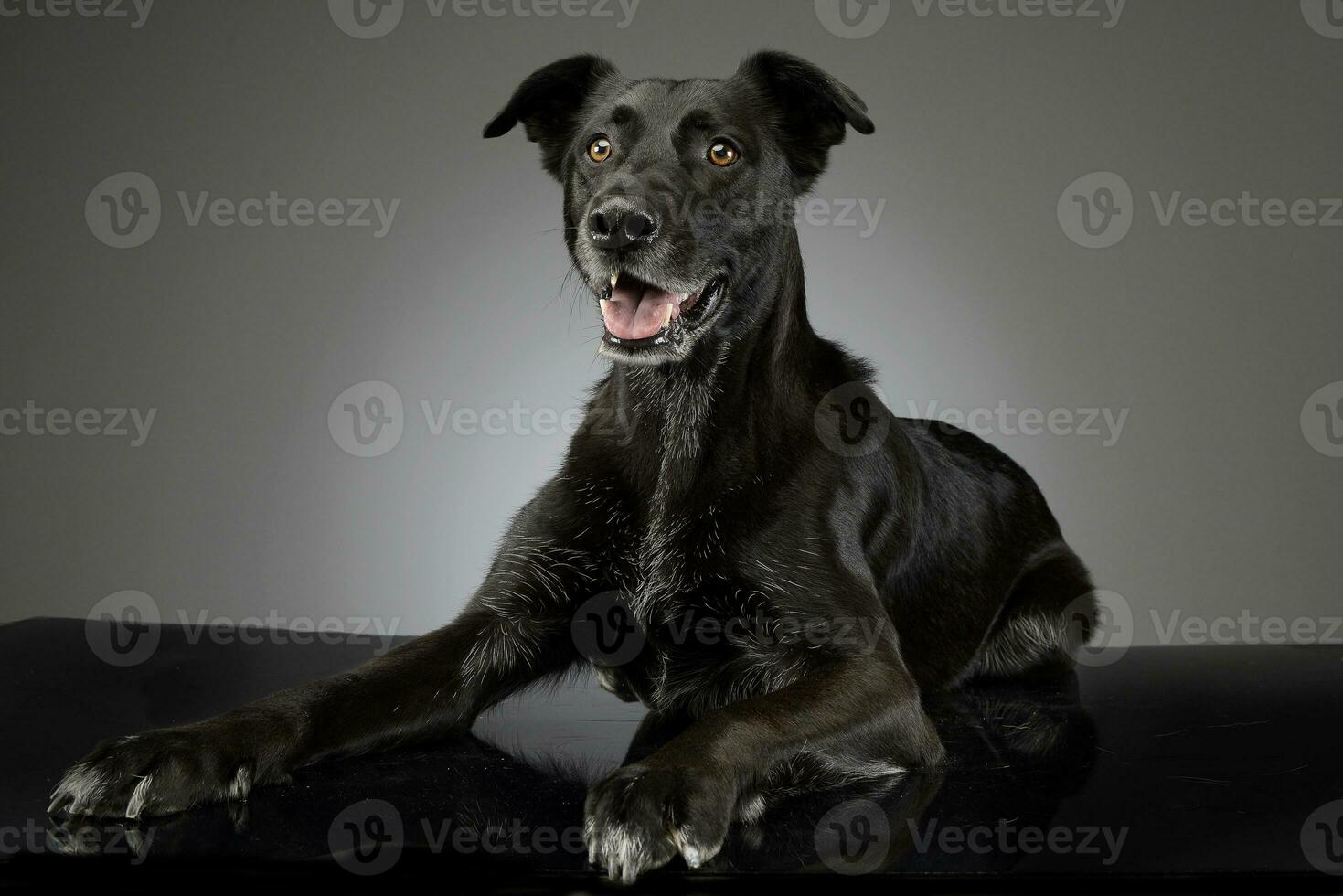 Studio shot of an adorable mixed breed dog photo