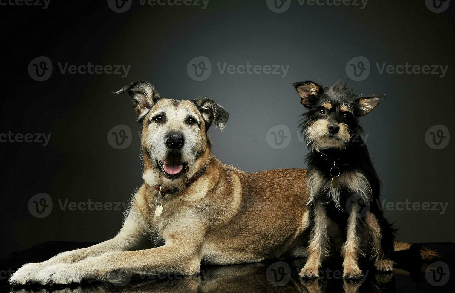Studio shot of two adorable mixed breed dog looking curiously at the camera photo