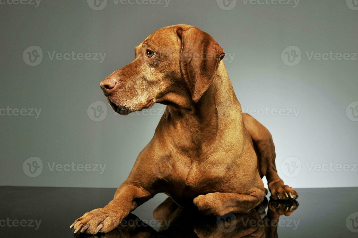 Studio shot of a lovely magyar vizsla photo