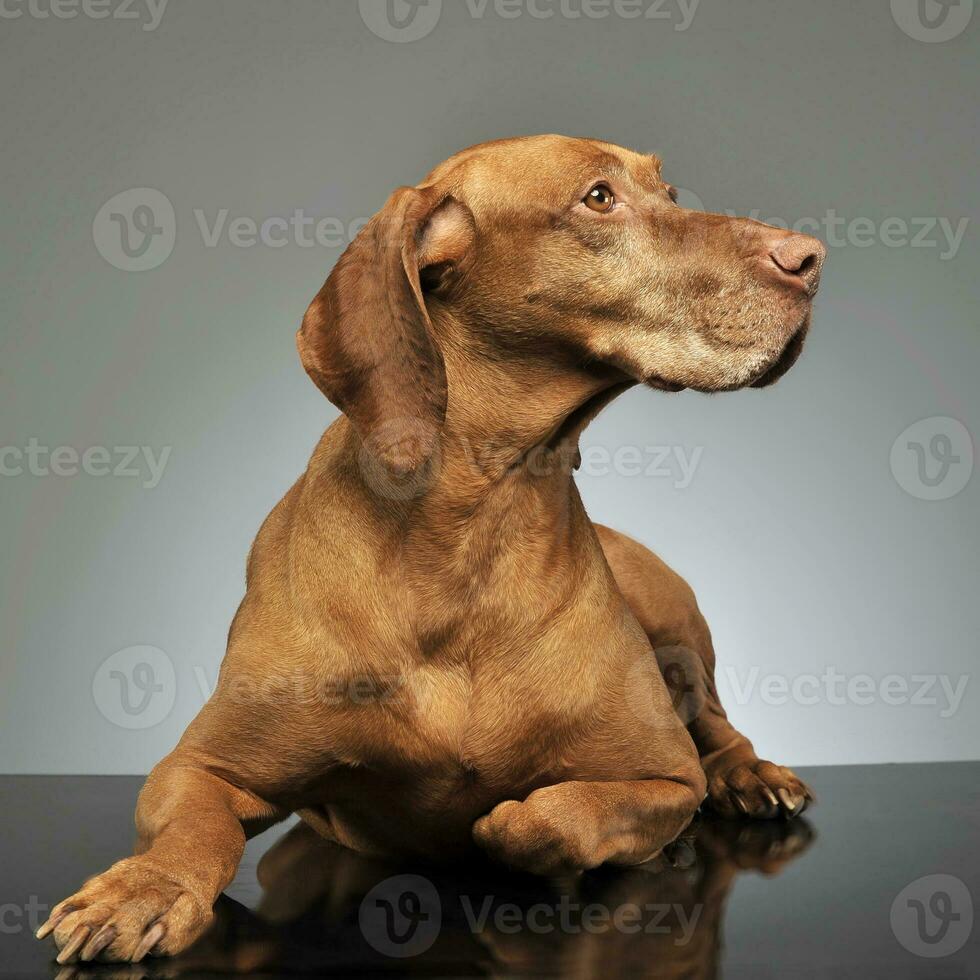 hermosa húngaro vizsla posando en foto estudio