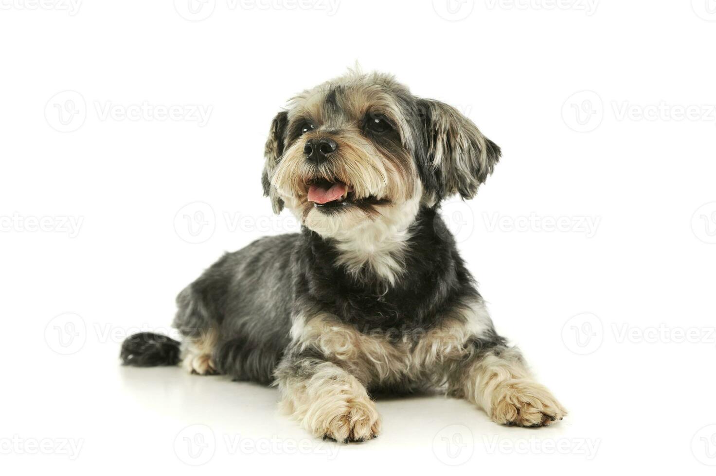 Studio shot of an adorable mixed breed dog photo