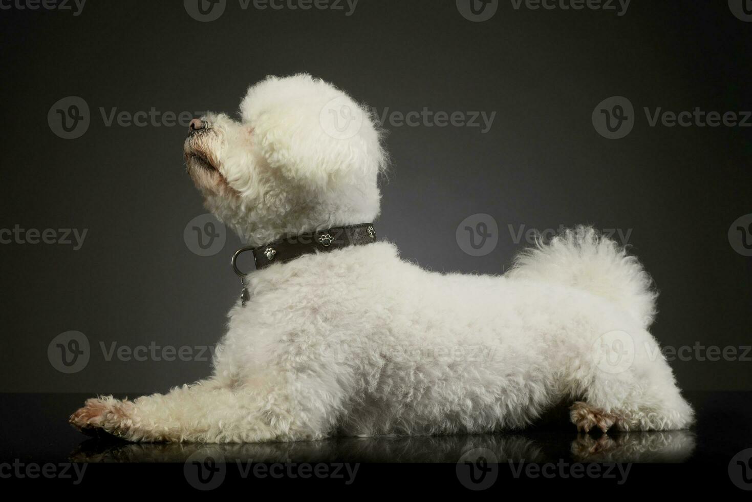 Studio shot of an adorable Bolognese photo