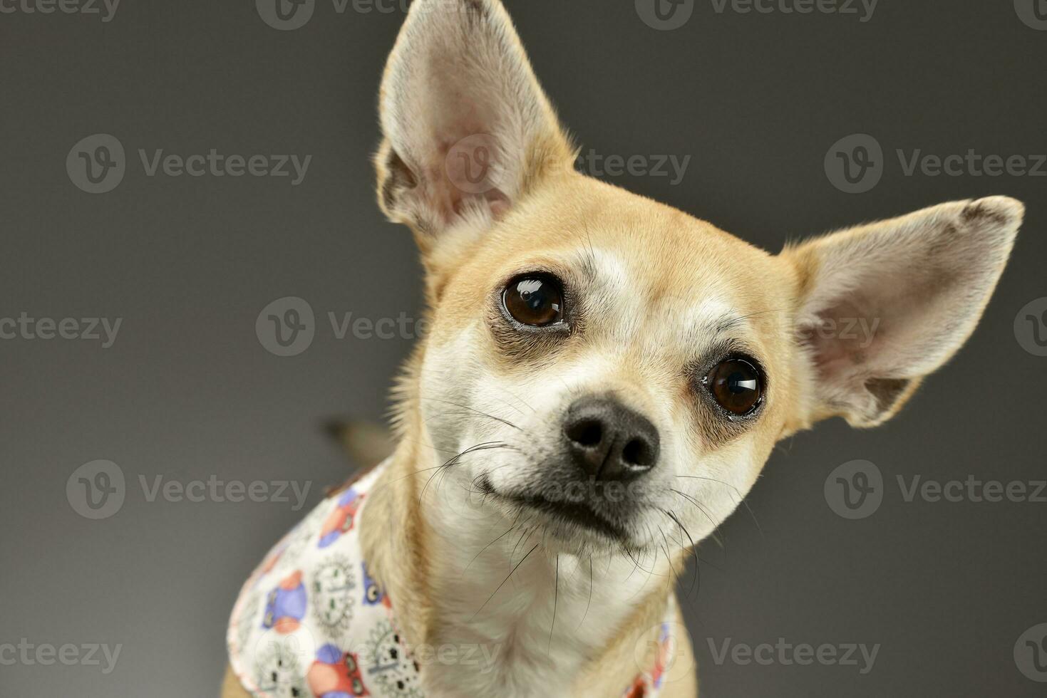 Portrait of an adorable Chihuahua photo