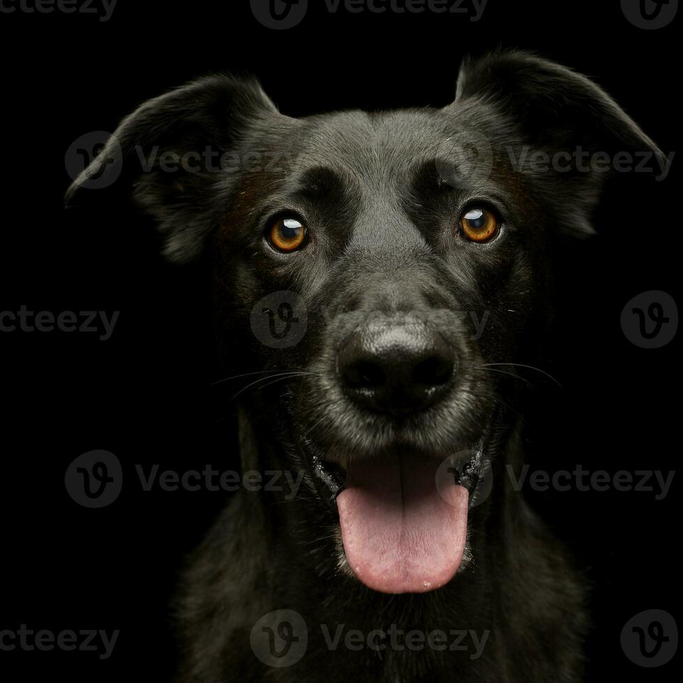 Portrait of an adorable mixed breed dog photo