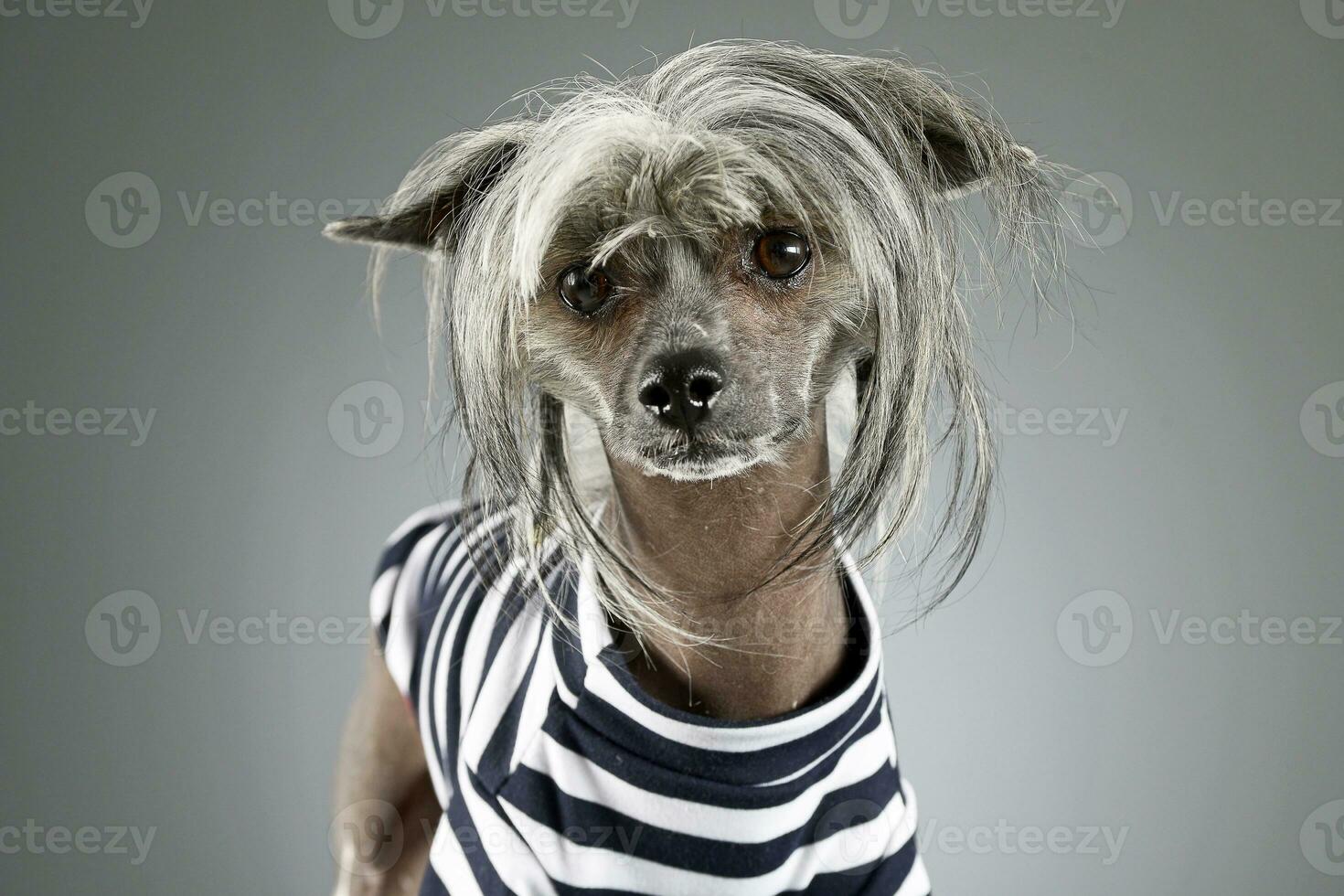 Chinese crested dog in a gray background photo studio