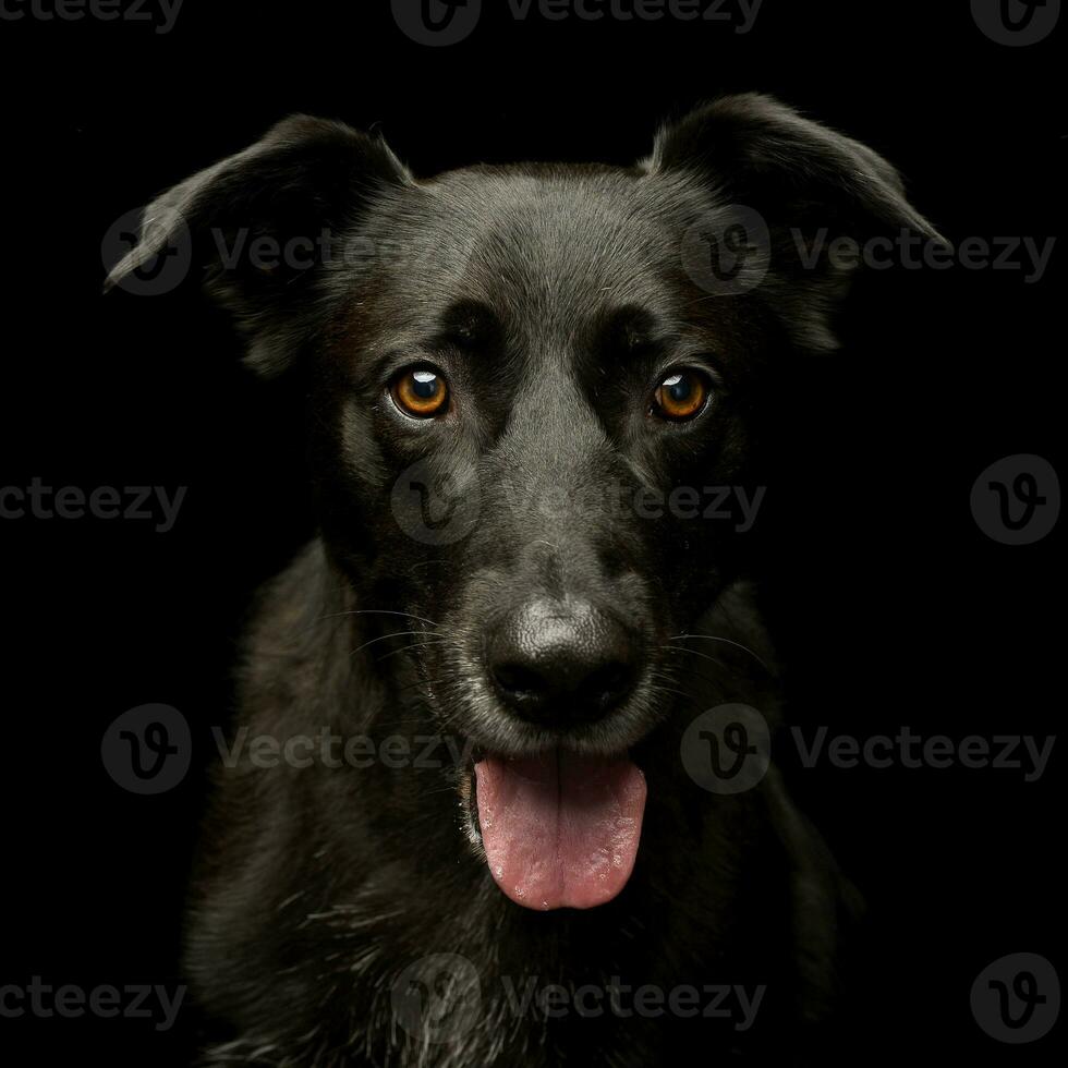 Portrait of an adorable mixed breed dog photo