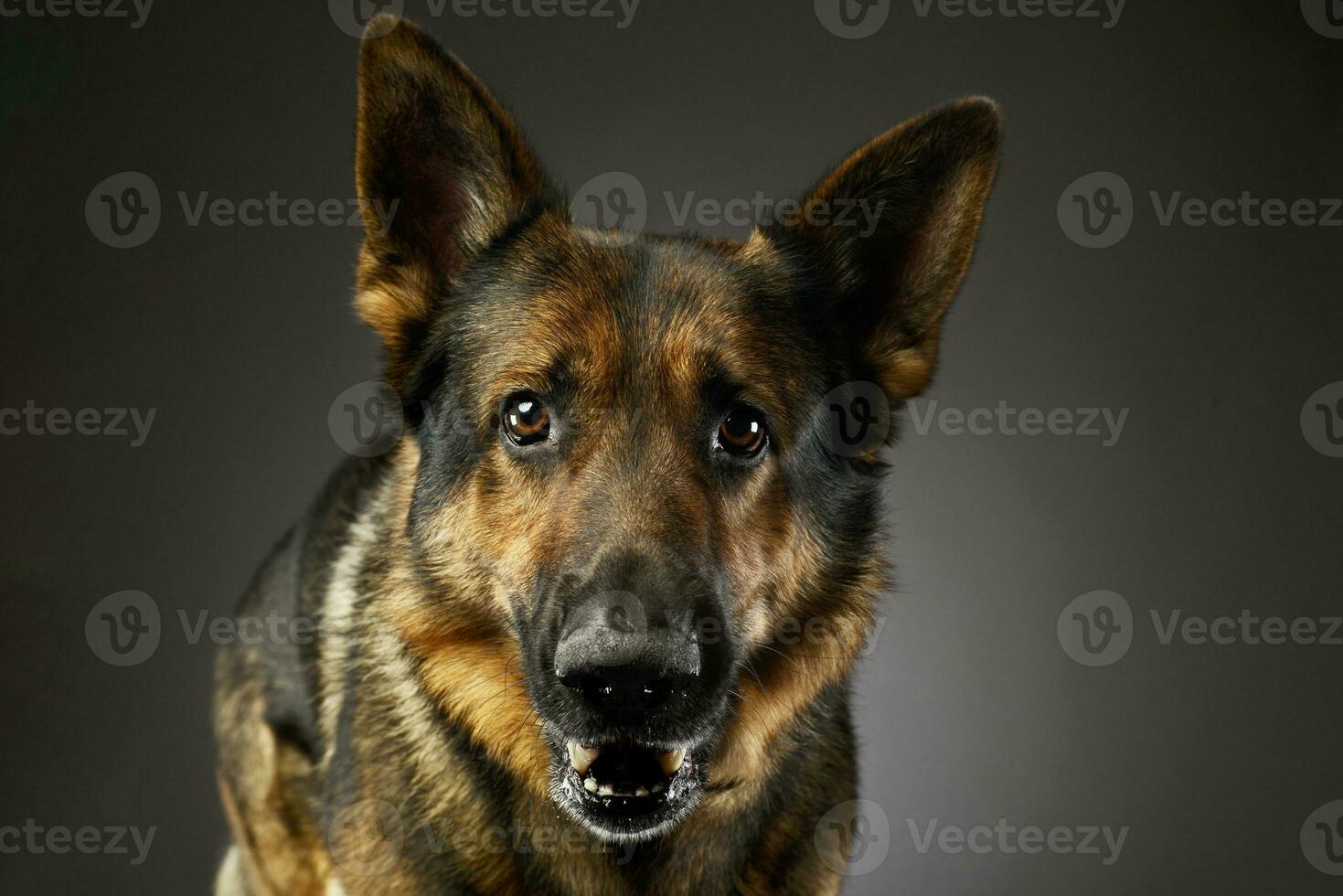 Portrait of an adorable german shepherd dog photo