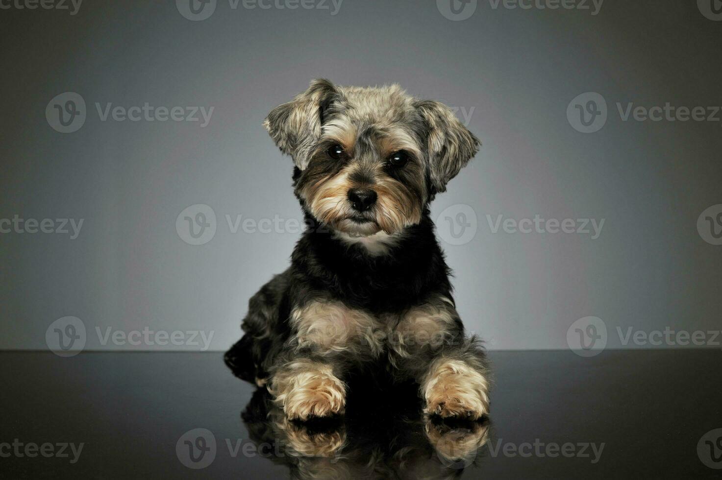 estudio Disparo de un adorable mezclado raza perro foto