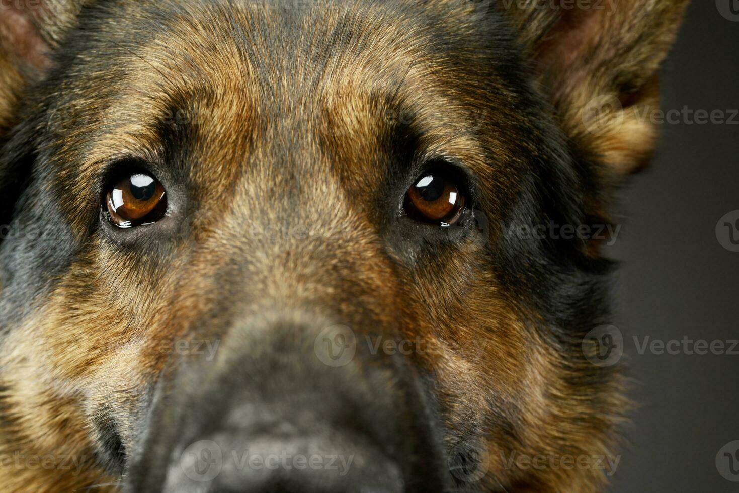 Portrait of an adorable german shepherd dog photo