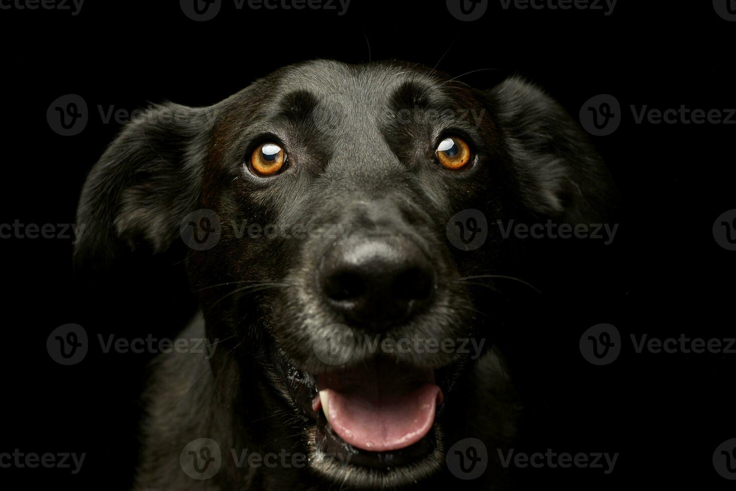 retrato de un adorable mezclado raza perro foto