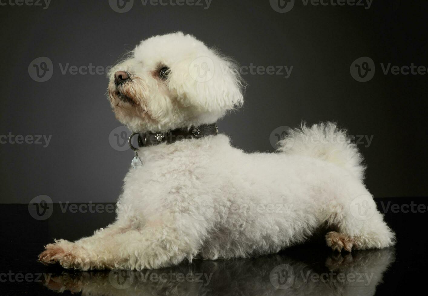 Studio shot of an adorable Bolognese photo