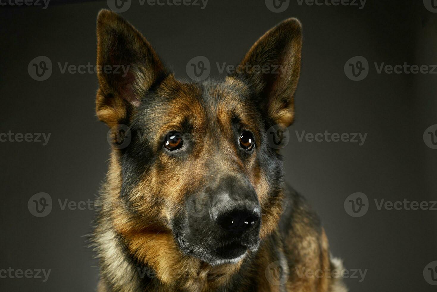 Portrait of an adorable german shepherd dog photo