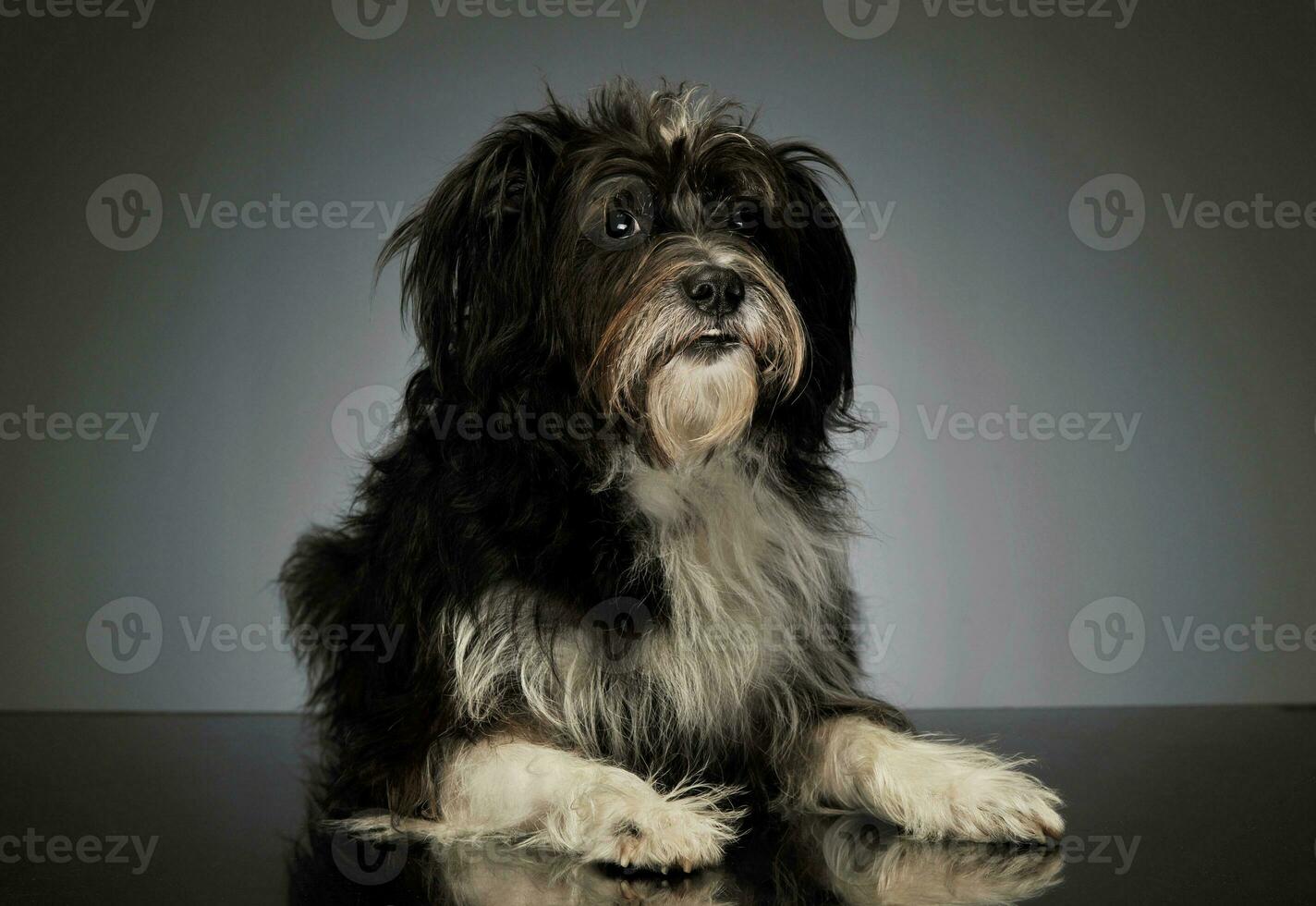 Studio shot of an adorable mixed breed dog photo