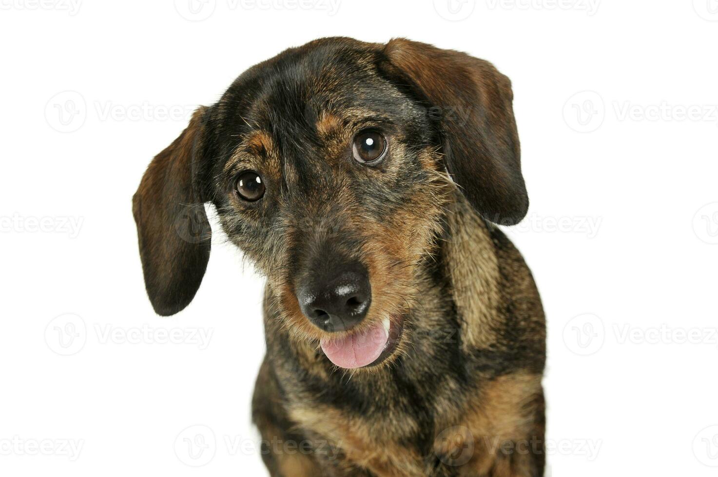 Portrait of an adorable wire-haired Dachshund looking curiously at the camera photo