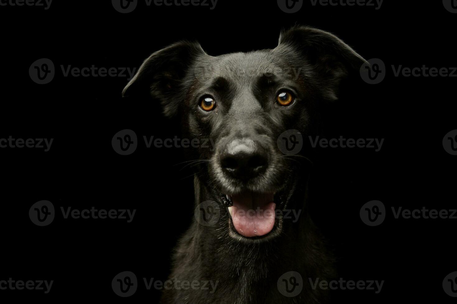 retrato de un adorable mezclado raza perro foto