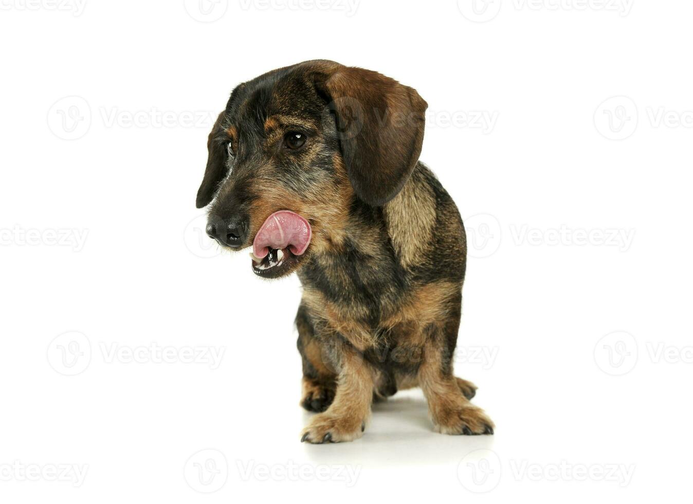 Studio shot of an adorable wire-haired Dachshund sitting and licking her lips photo