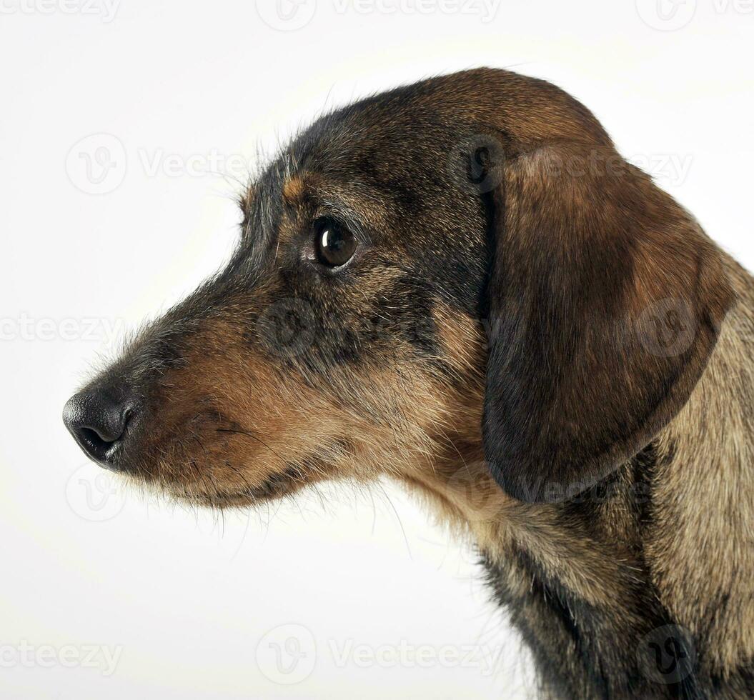 wired hair dachshund posing in a photo studio