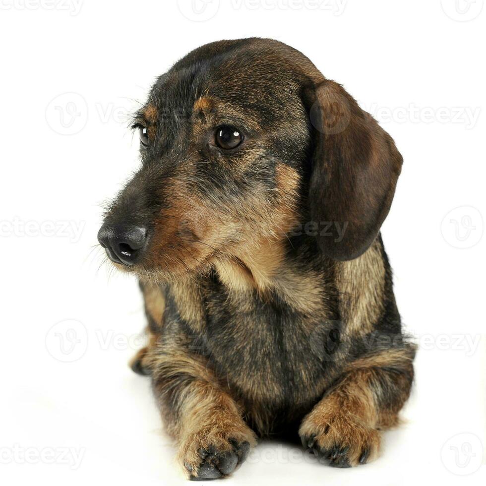 wired hair dachshund posing in a photo studio
