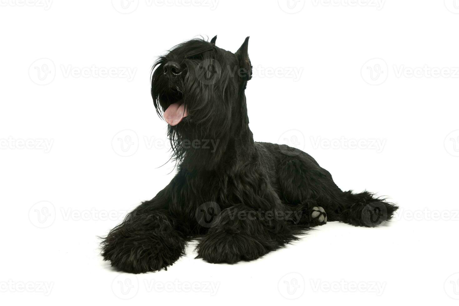 Studio shot of a lovely Schnauzer photo