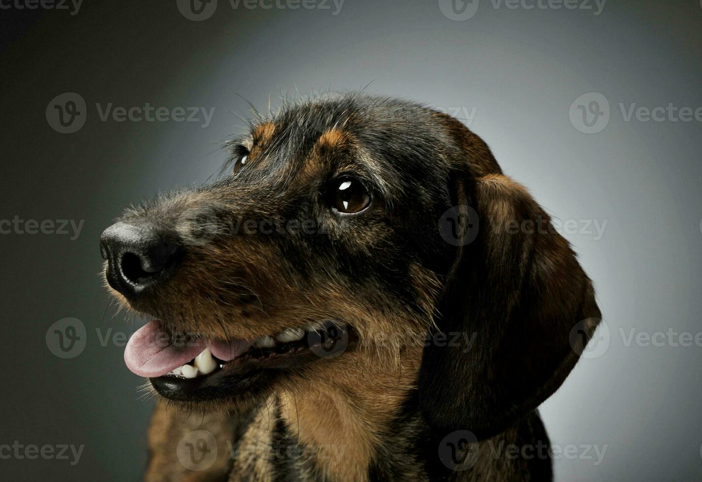 Portrait of an adorable wire-haired Dachshund looking satisfied photo