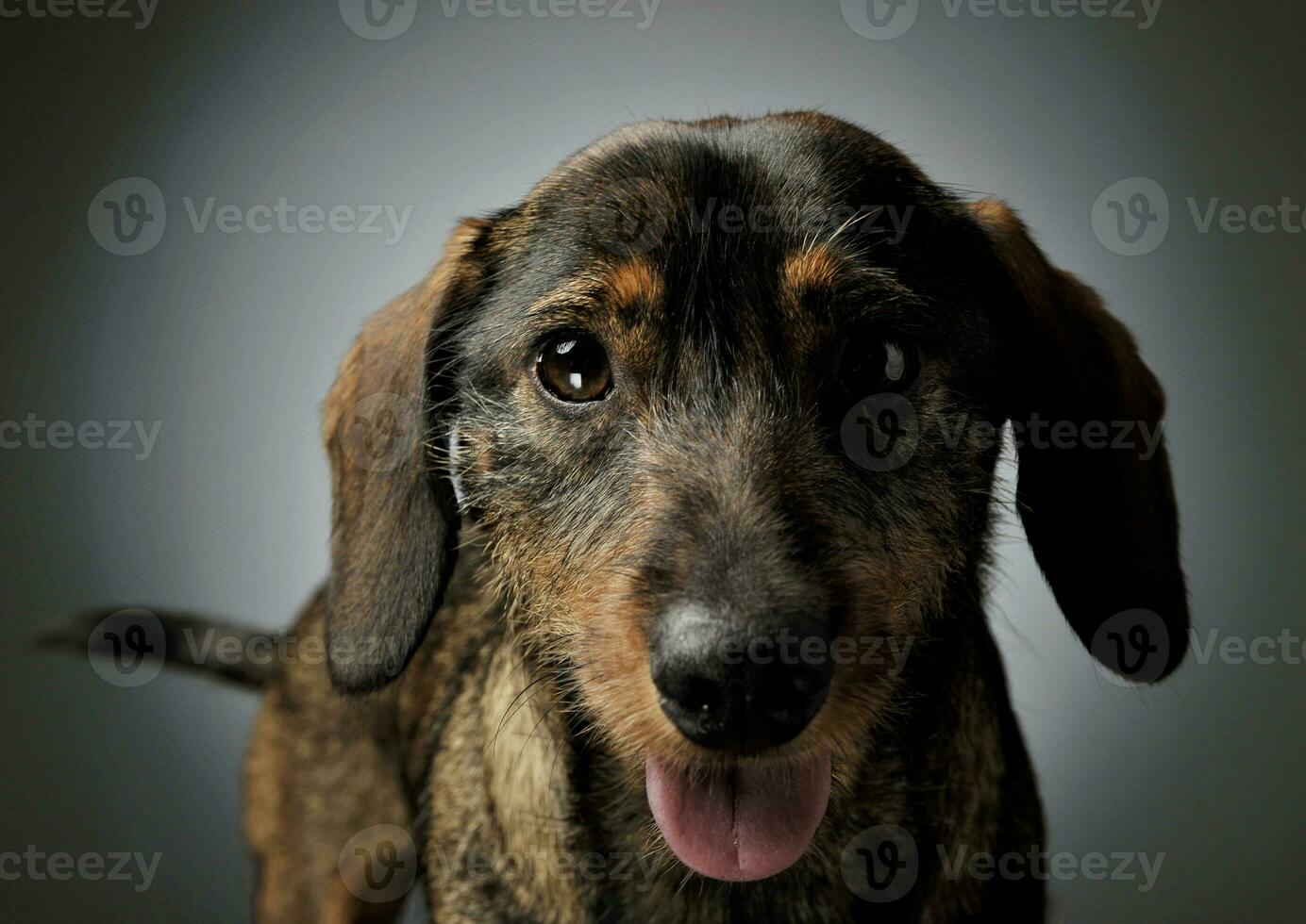 retrato de un adorable alambre perro tejonero mirando curiosamente a el cámara foto