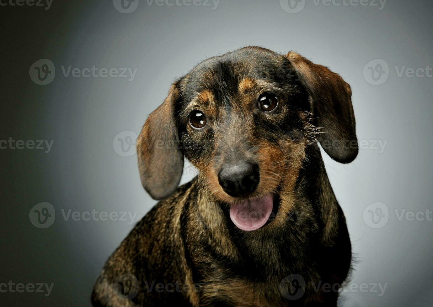 Portrait of an adorable wire-haired Dachshund looking curiously at the camera photo