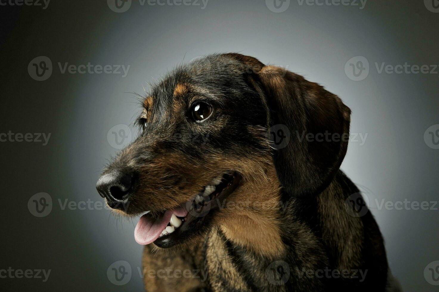 Portrait of an adorable wire-haired Dachshund looking satisfied photo