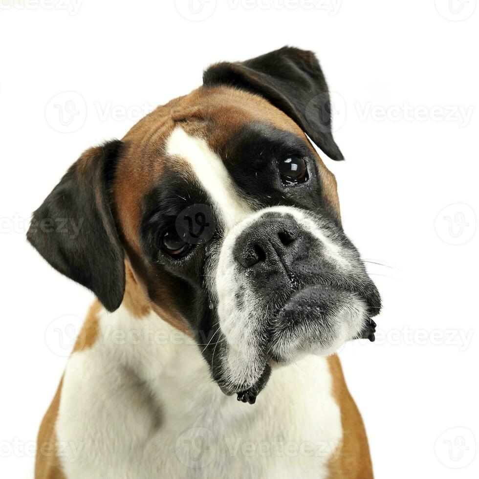 nice young boxer in the photo studio