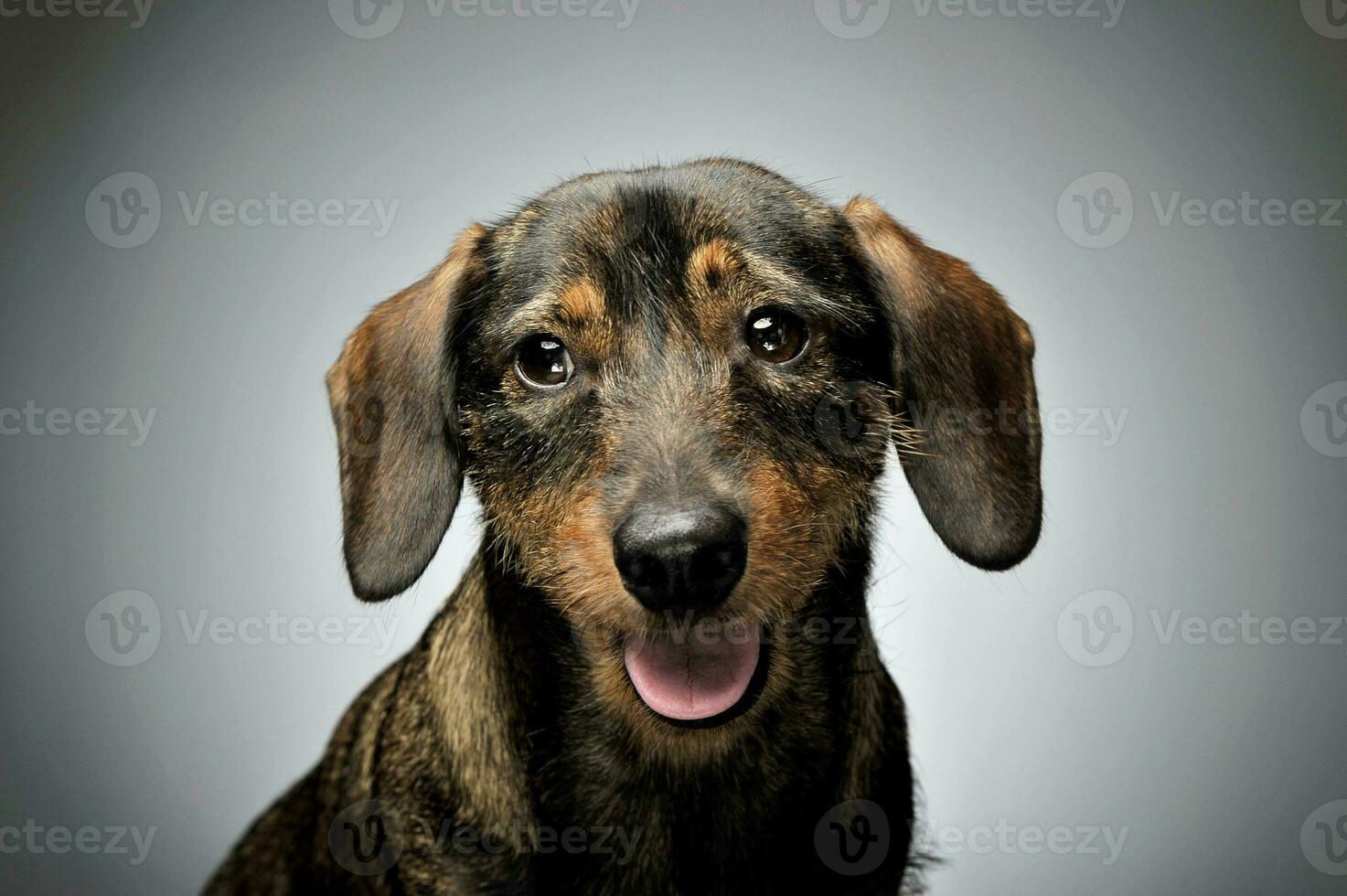 Portrait of an adorable wire-haired Dachshund looking curiously at the camera photo