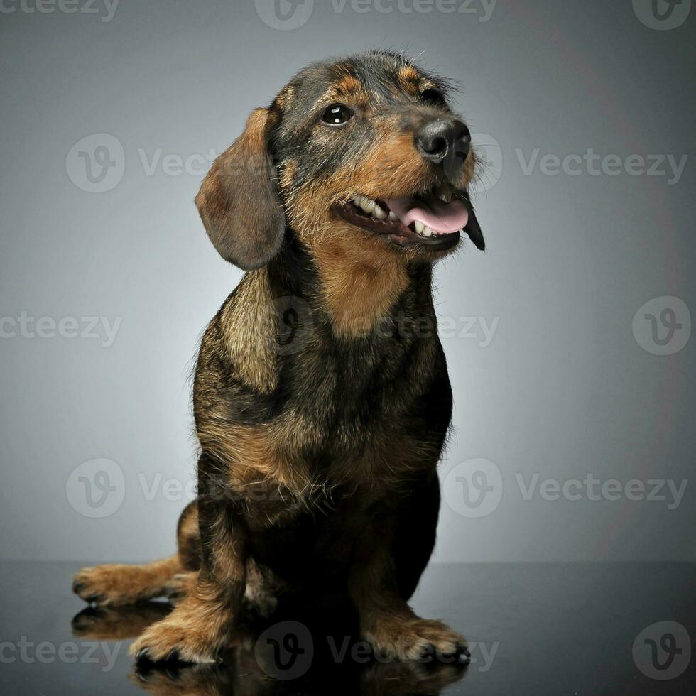 cableado pelo perro tejonero posando en un foto estudio