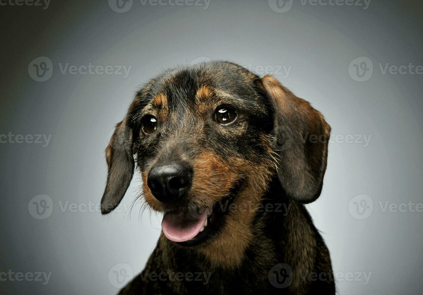 retrato de un adorable alambre perro tejonero mirando curiosamente a el cámara foto