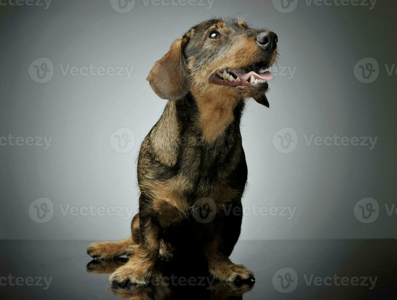 Studio shot of an adorable wire-haired Dachshund sitting and looking up curiously photo