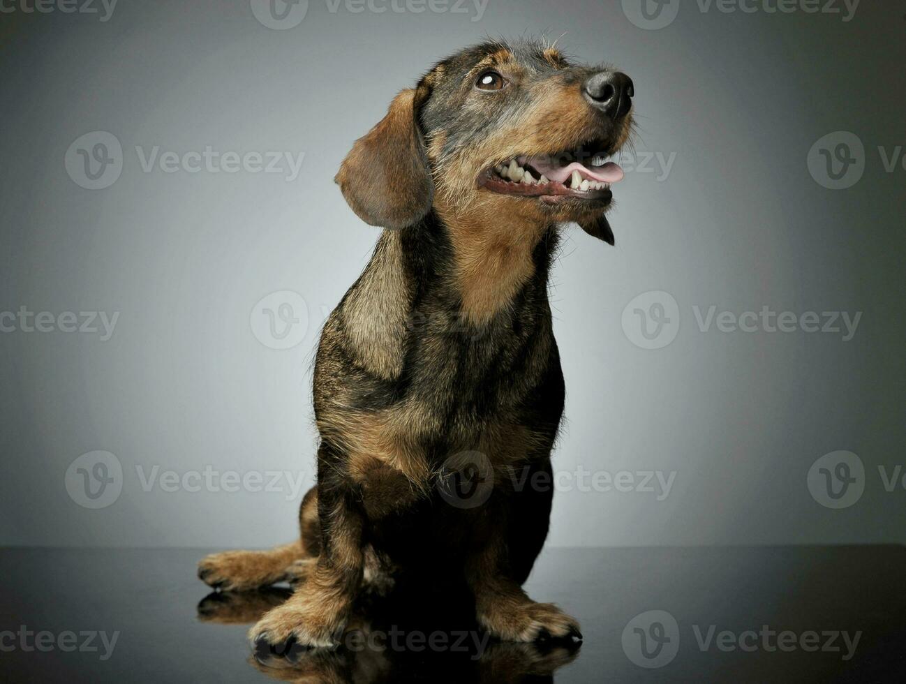 estudio Disparo de un adorable alambre perro tejonero sentado y mirando arriba curiosamente foto