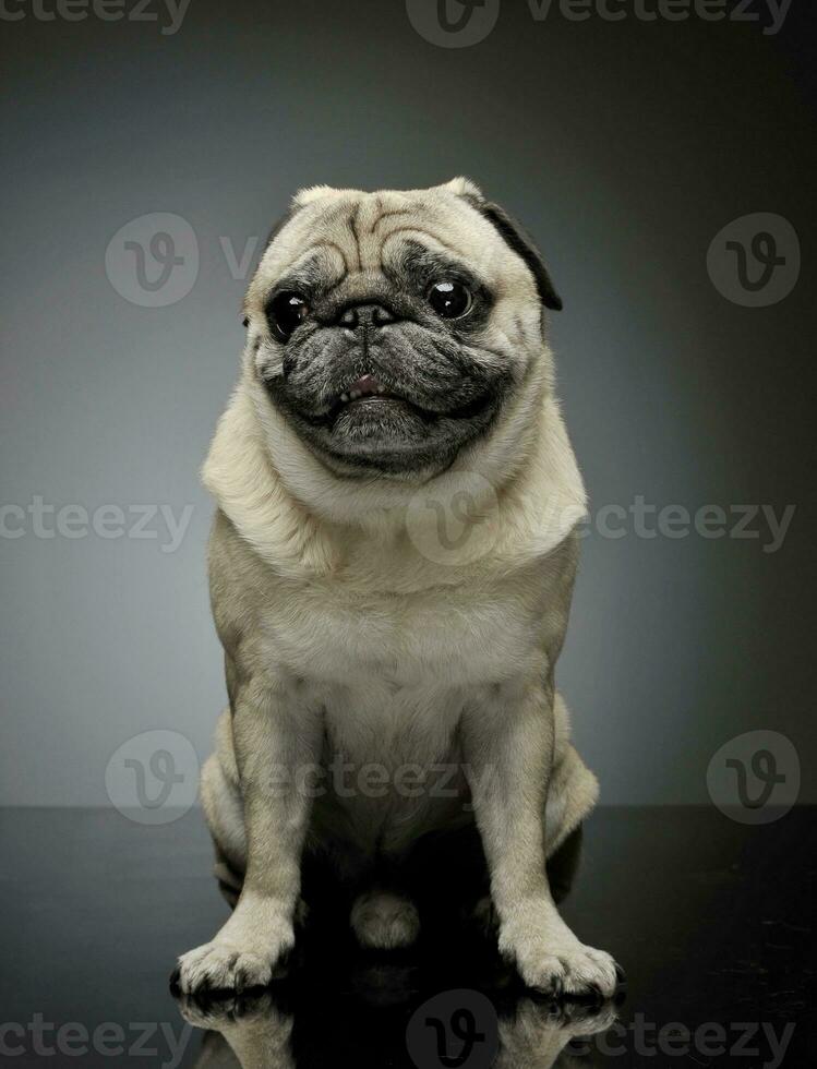 Studio shot of an adorable Pug sitting and looking scared - isolated on grey background photo