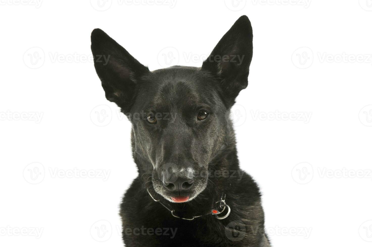 Portrait of an adorable german shepherd photo