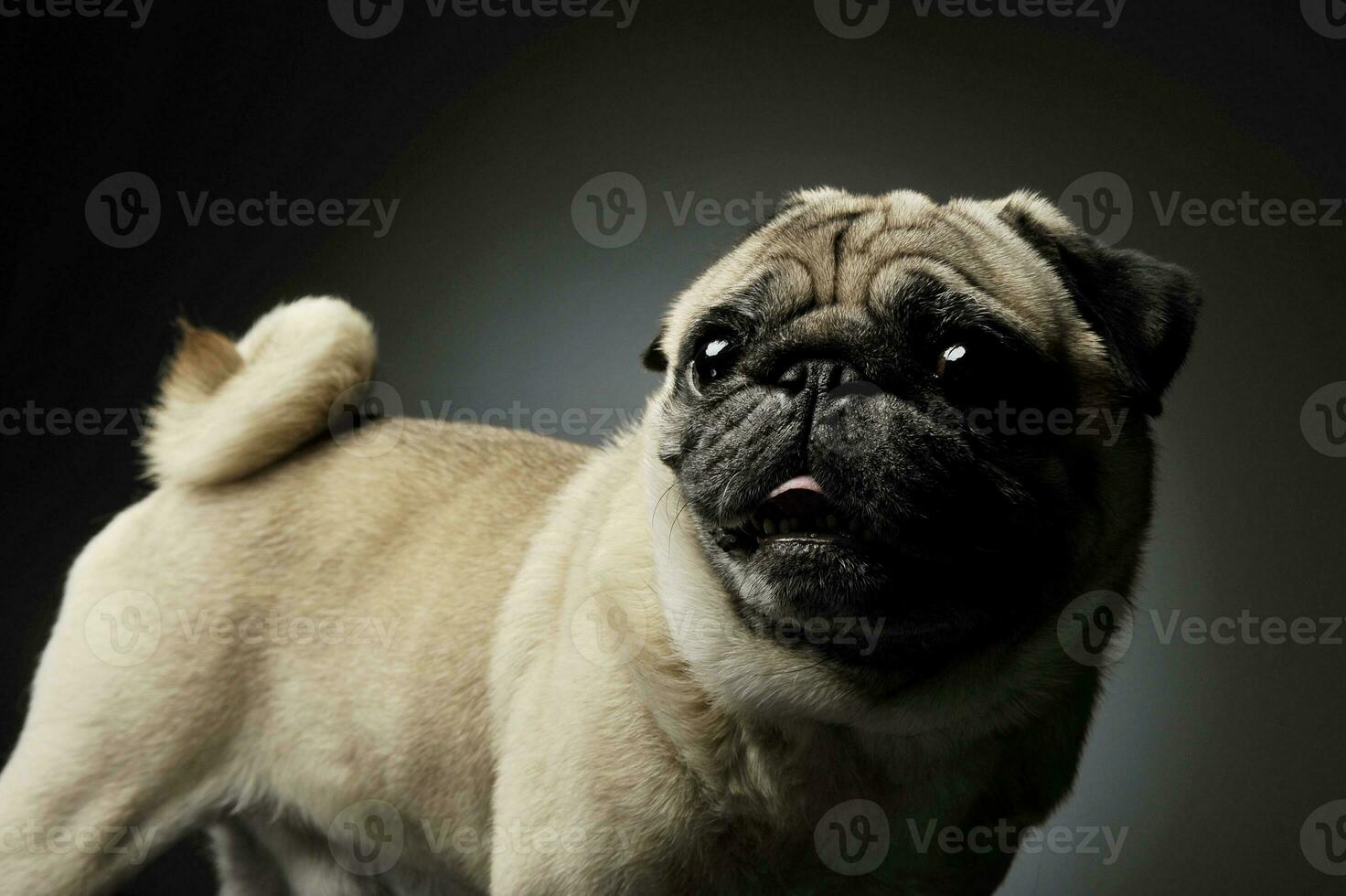 Studio shot of an adorable Pug standing and looking curiously - isolated on grey background photo