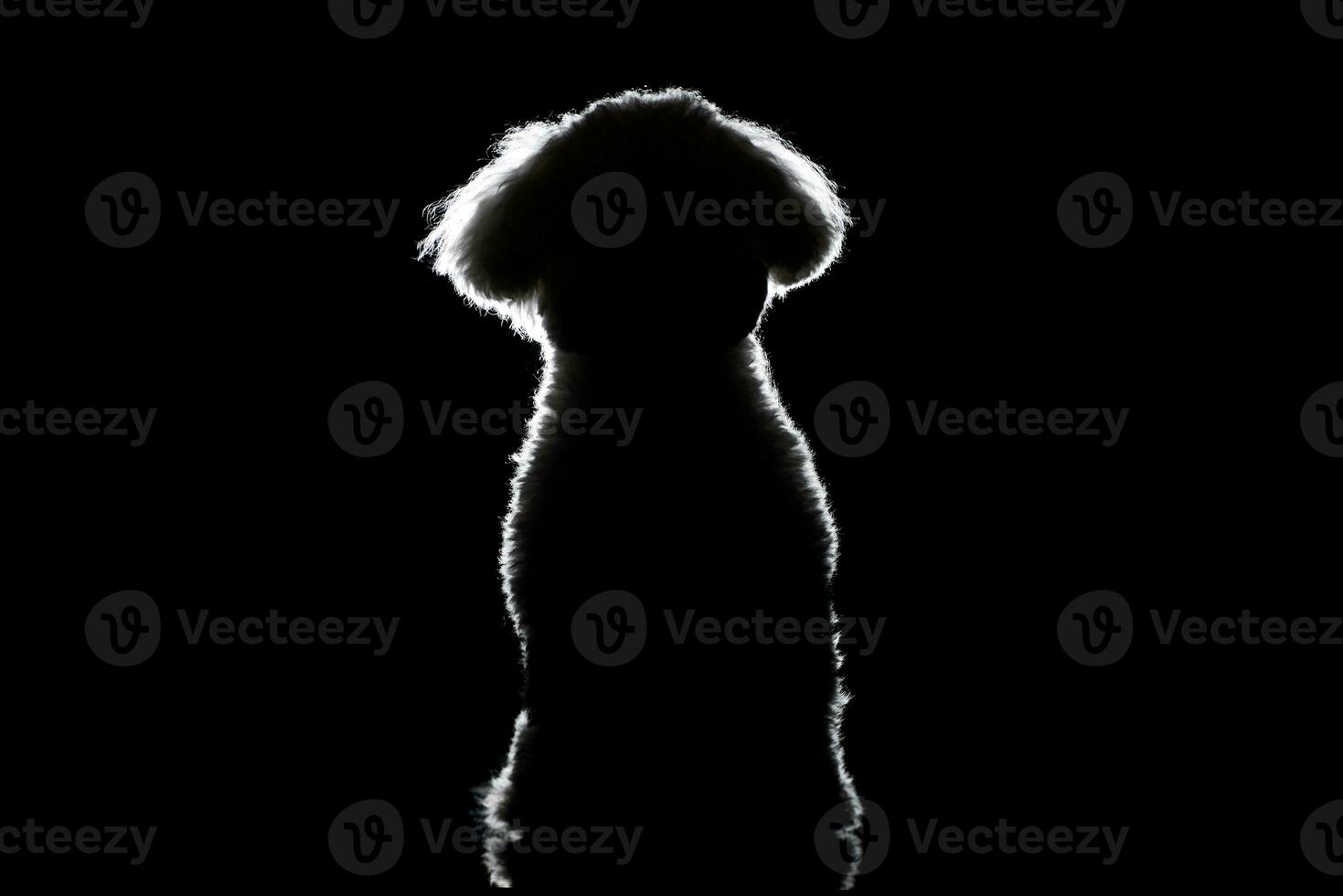 Silhouette of a cute Bolognese dog photo