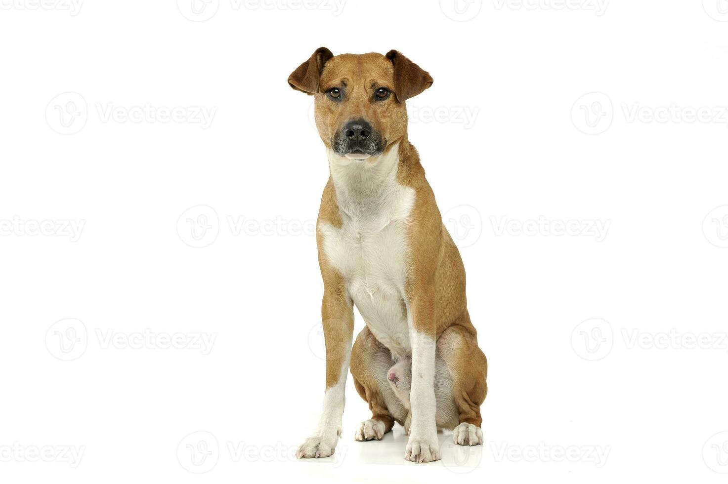 An adorable mixed breed dog sitting on white background photo