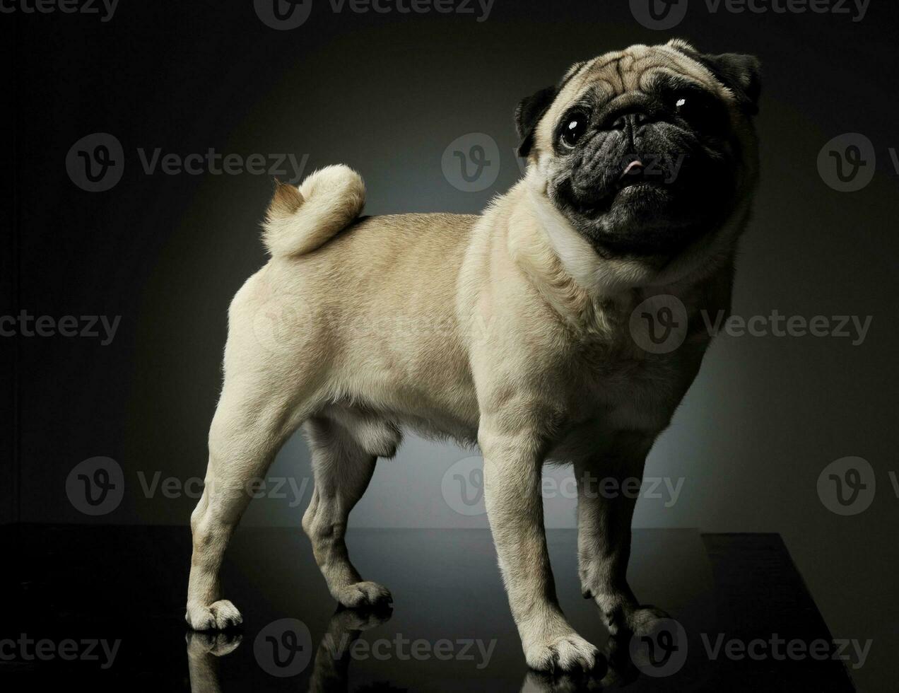 Studio shot of an adorable Pug standing and looking curiously at the camera - isolated on grey background photo