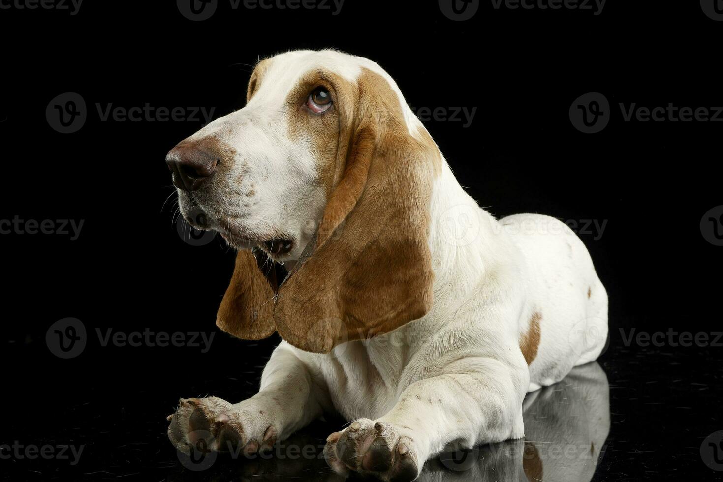 Studio shot of an adorable Basset hound photo