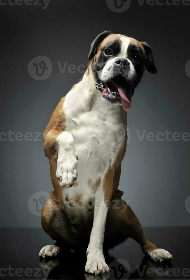 bonito joven Boxer en el foto estudio