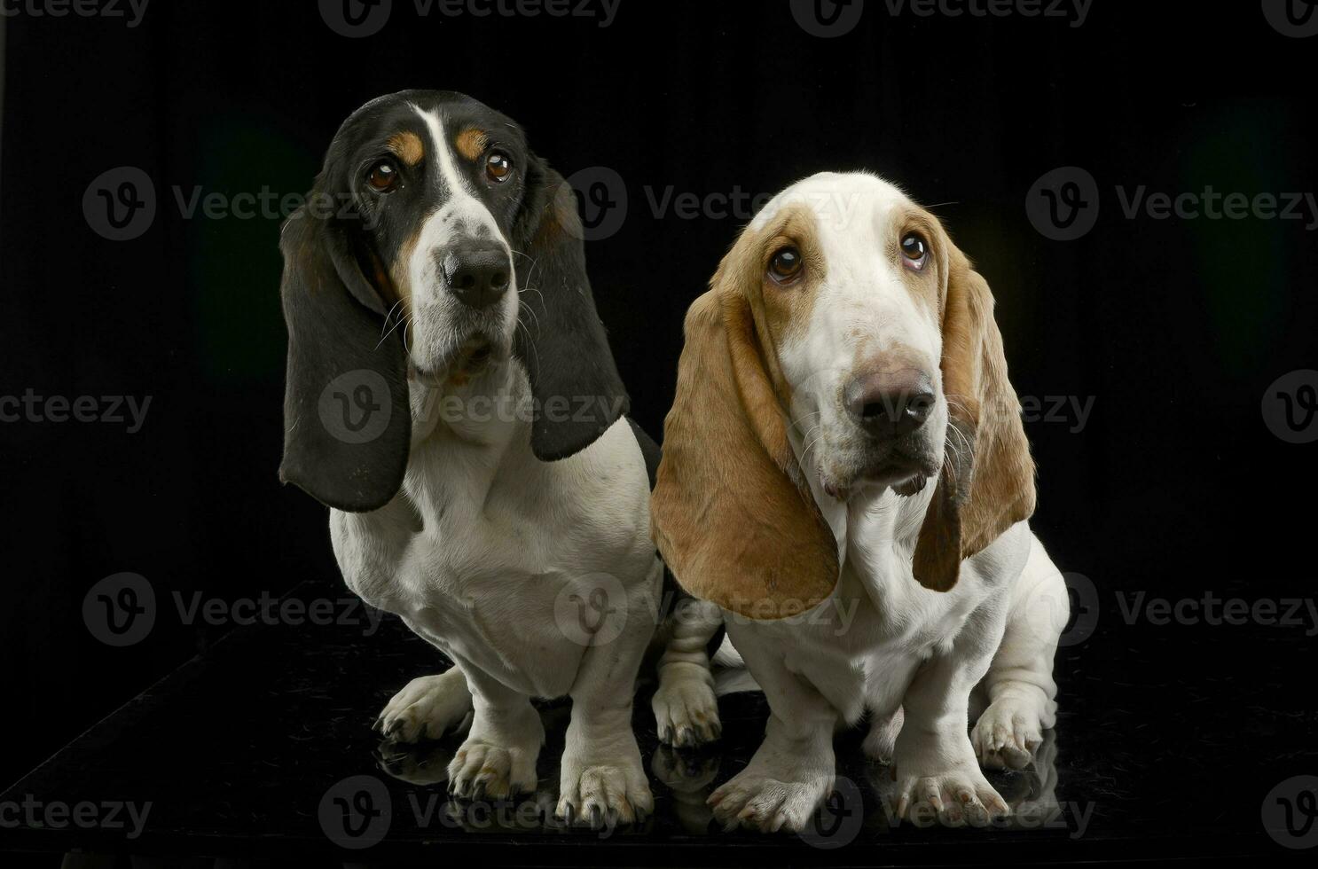 Studio shot of two adorable Basset hound photo