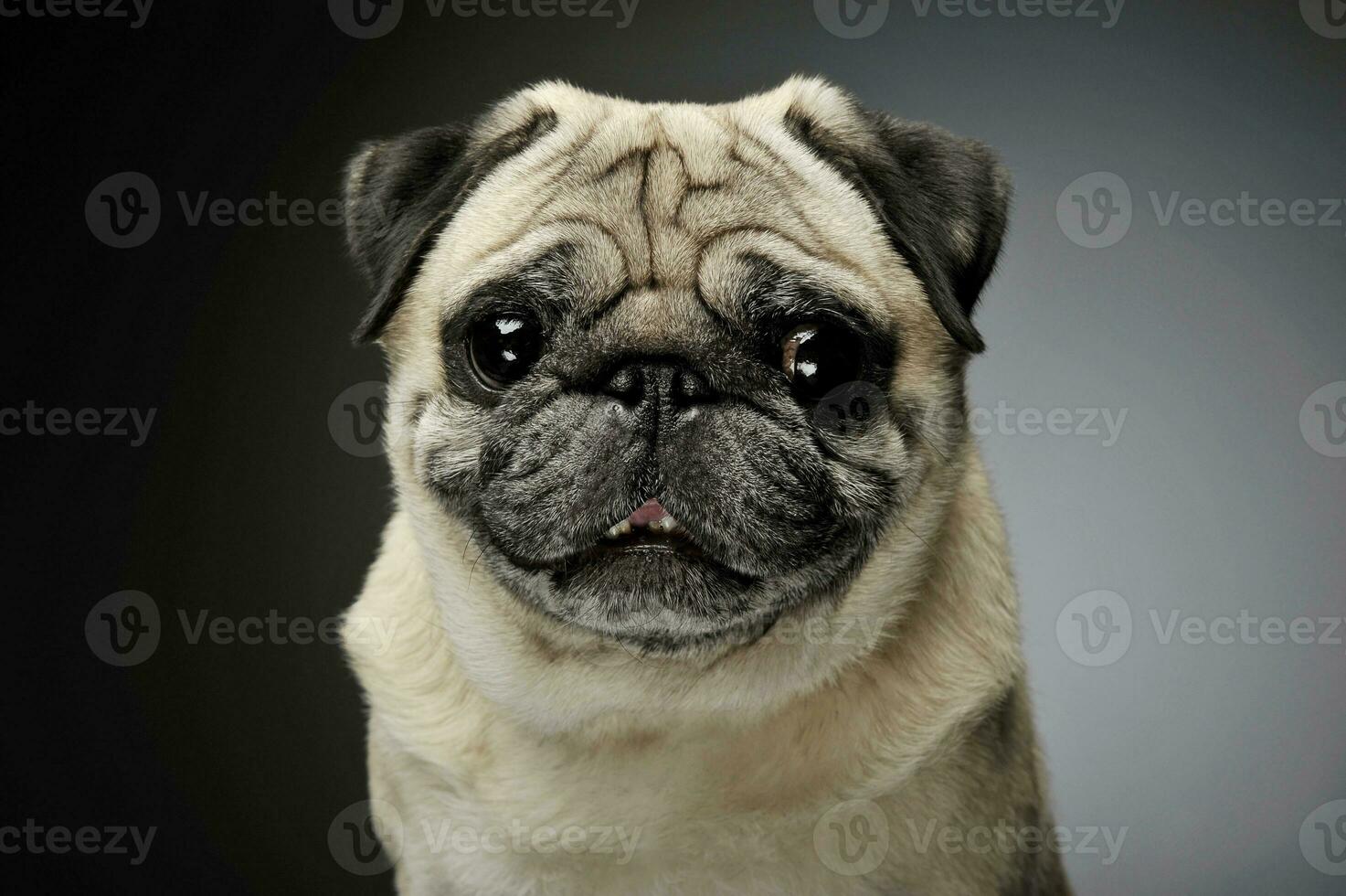 Portrait of an adorable Pug looking curiously at the camera - isolated on grey background. photo