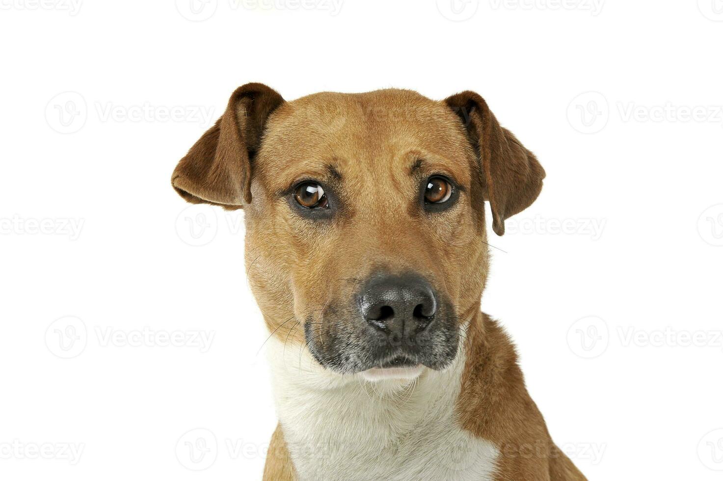 Portrait of an adorable mixed breed dog looking seriously at the camera photo